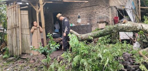 Musibah Pohon Tumbang Timpa Rumah Warga, Kepala Desa dan Ketua BPD Sindangheula Cepat Tanggap