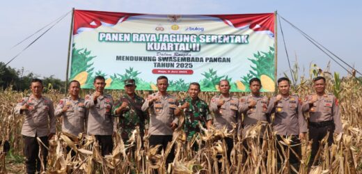 Polres Lebak Polda Banten dampingi Petani Panen Raya Jagung Serentak Kuartal II Dalam Rangka Mendukung Swasembada Pangan.