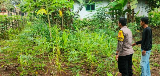 Dukung Astacita Dan Poliran, Polsek Curugbitung Polres Lebak Laksanakan Pengecekan ke Lahan Perkebunan Jagung dan Perkarangan Bergizi
