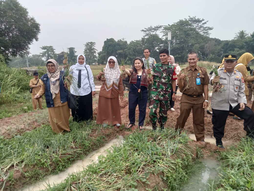 Panen Raya Bawang Merah Paska   Pembibitan. Warnai Kawasan BSR(Bumi Serang Riverside) Tegal Sari