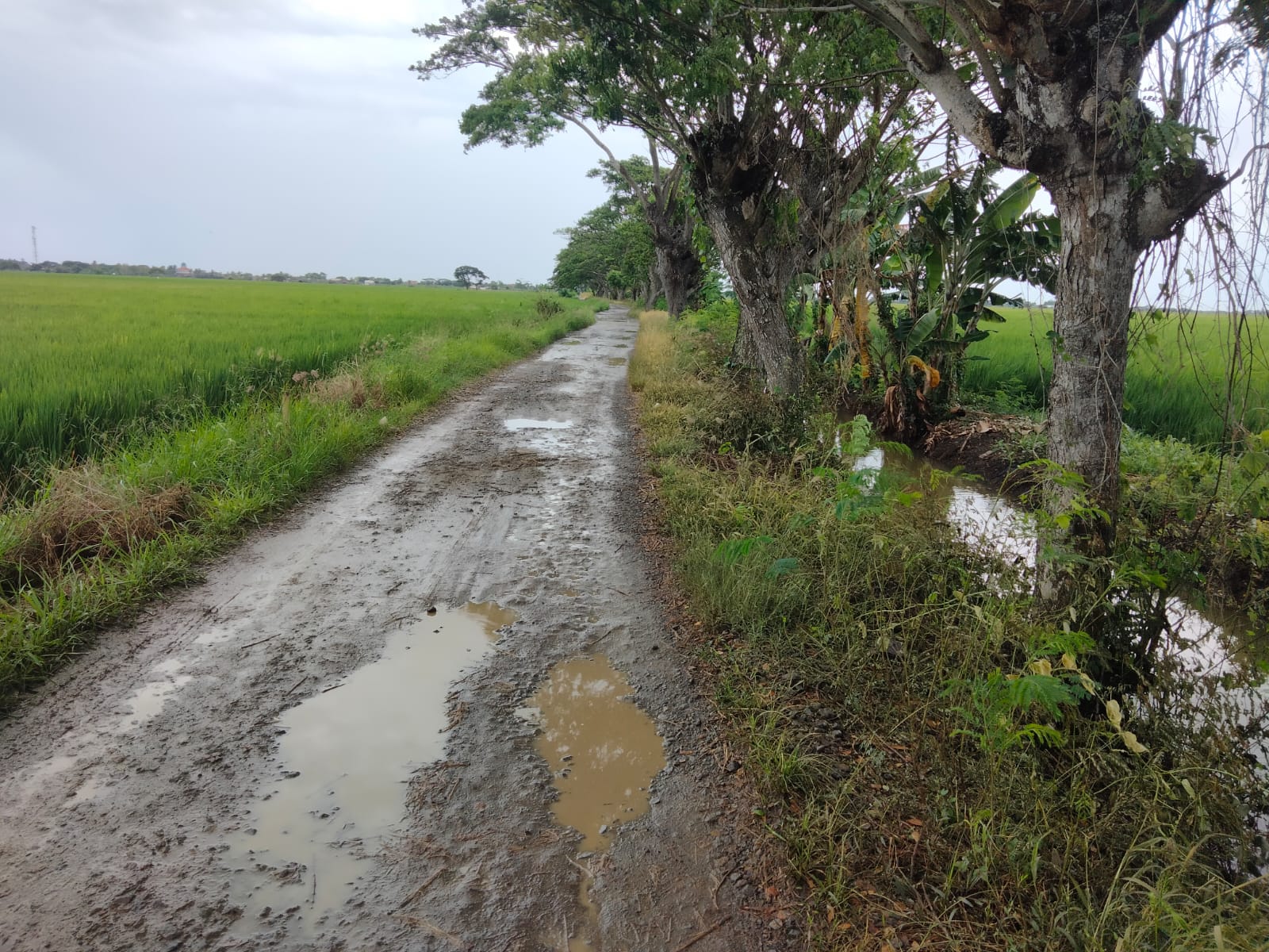 Jalan Desa Sukajaya Kecamatan Pontang Kabupaten Serang Belum Terleasasi sepenuhnya untuk pembangunannya