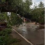 Pohon Asam Tumbang,di lingkungan nyapah jalan Ciruas petir