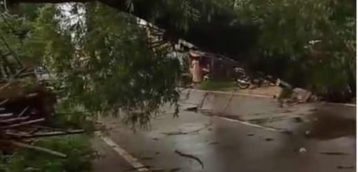 Pohon Asam Tumbang,di lingkungan nyapah jalan Ciruas petir