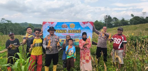 Polsek Cimarga Polres Lebak Polda Banten Bersama Petani Desa Sarageni Melaksanakan Panen Jagung Hibrida