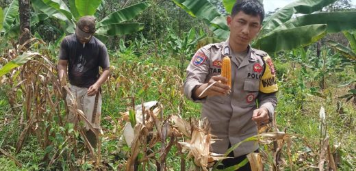 Polsek Cijaku Polres Lebak Penen Raya Jagung Kwartal 1 Tahun 2026.