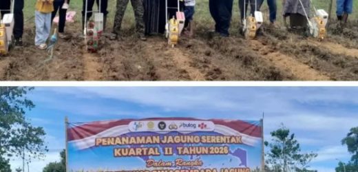 Kapolsek Bojong Manik Beserta Jajaran Tanam Jagung Hibrida Kuartal II di Desa Mekar Rahayu