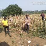 Polsek Curugbitung Panen Jagung, Wujud Nyata Dukungan Ketahanan Pangan Nasional