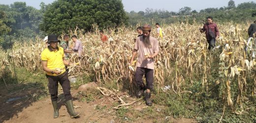 Polsek Curugbitung Panen Jagung, Wujud Nyata Dukungan Ketahanan Pangan Nasional