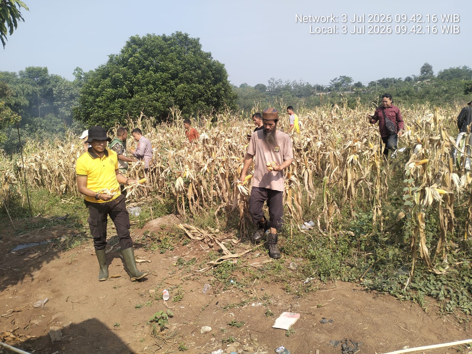Polsek Curugbitung Panen Jagung, Wujud Nyata Dukungan Ketahanan Pangan Nasional